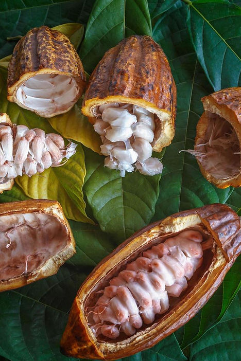 fresh-cocoa-pods-and-fresh-cocoa-beans-on-cocoa-leaf-background-free-photo.jpg