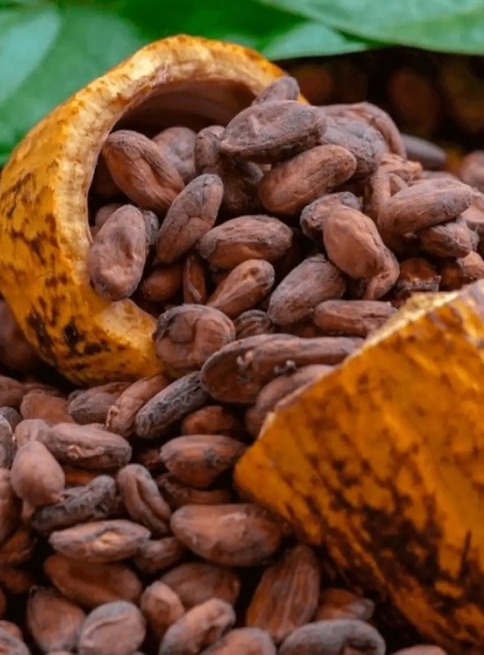 cacao PerĆŗ SialAgro cosecha
