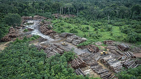 Tala ilegal y deforestación: un riesgo para la agricultura sostenible en la selva peruana