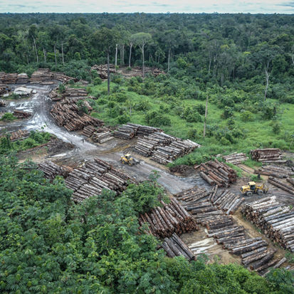Tala ilegal y deforestación: un riesgo para la agricultura sostenible en la selva peruana