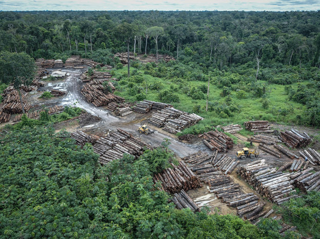 Tala ilegal y deforestación: un riesgo para la agricultura sostenible en la selva peruana